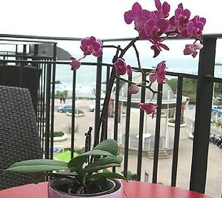 佛洛利达酒店 酒店 4*